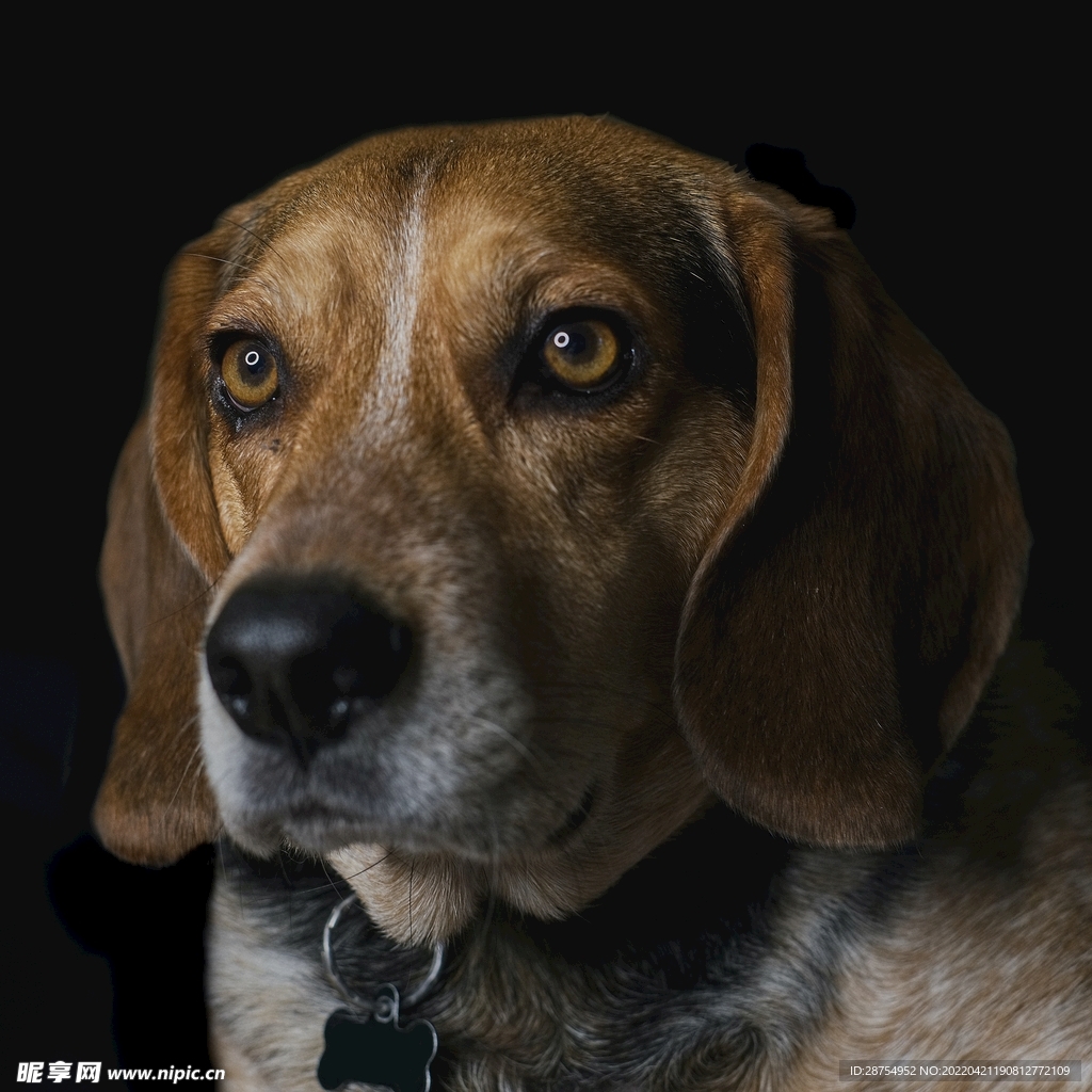 小狗