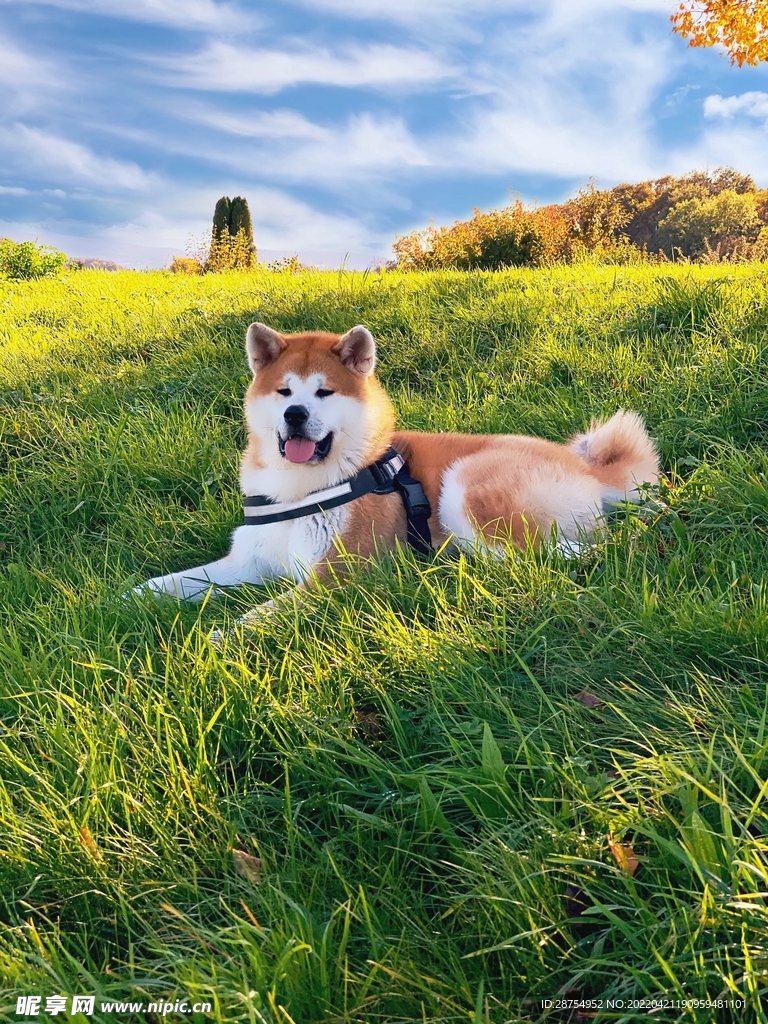 小狗