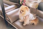 小狗