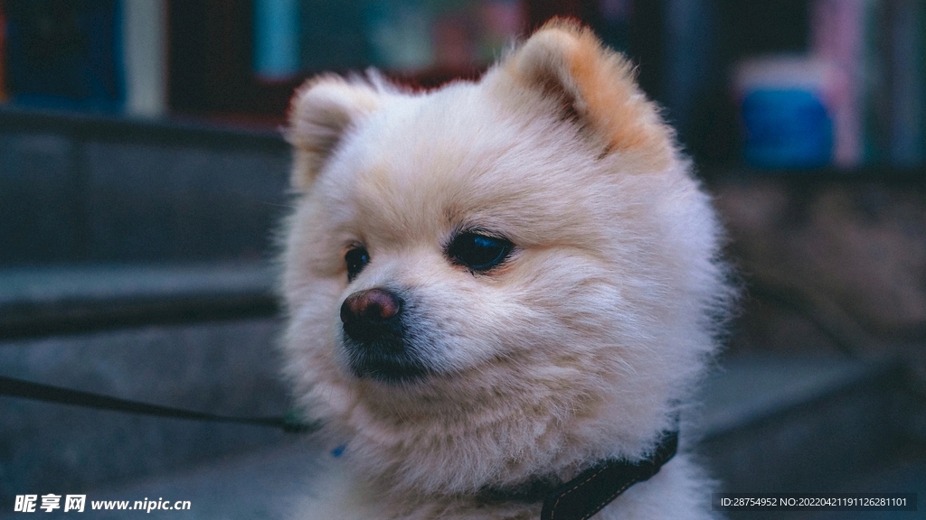 小狗