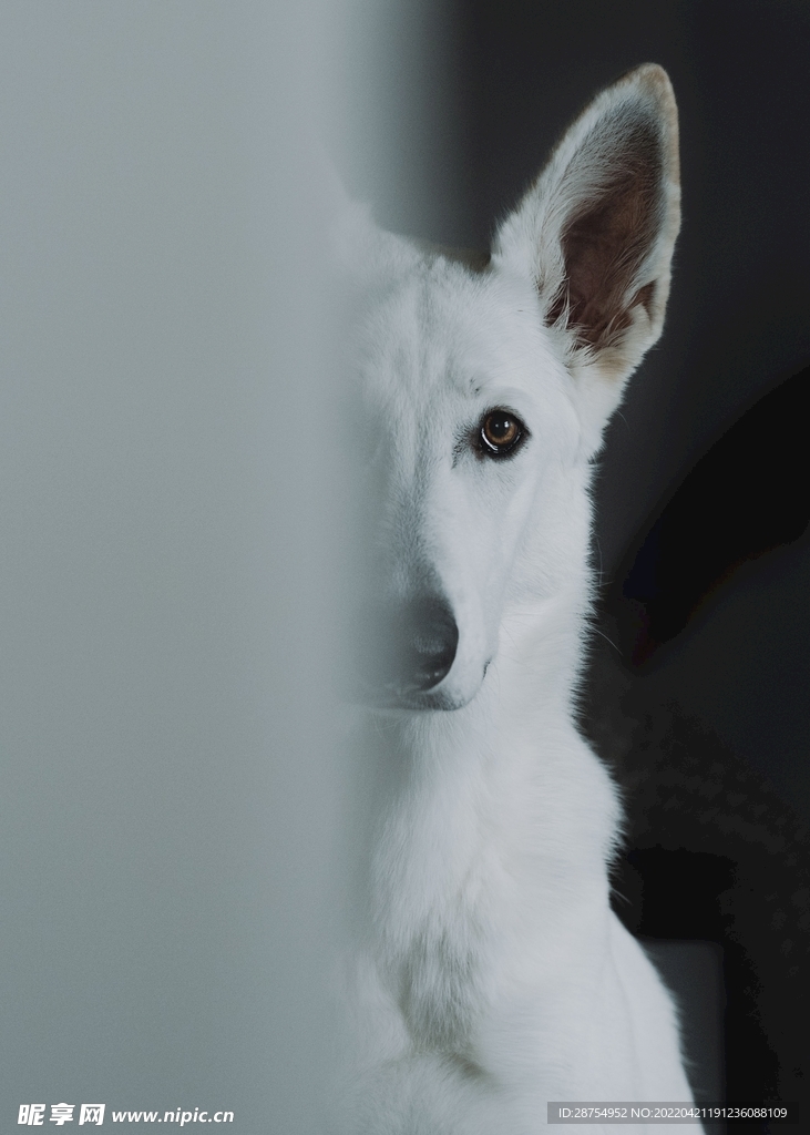 小狗