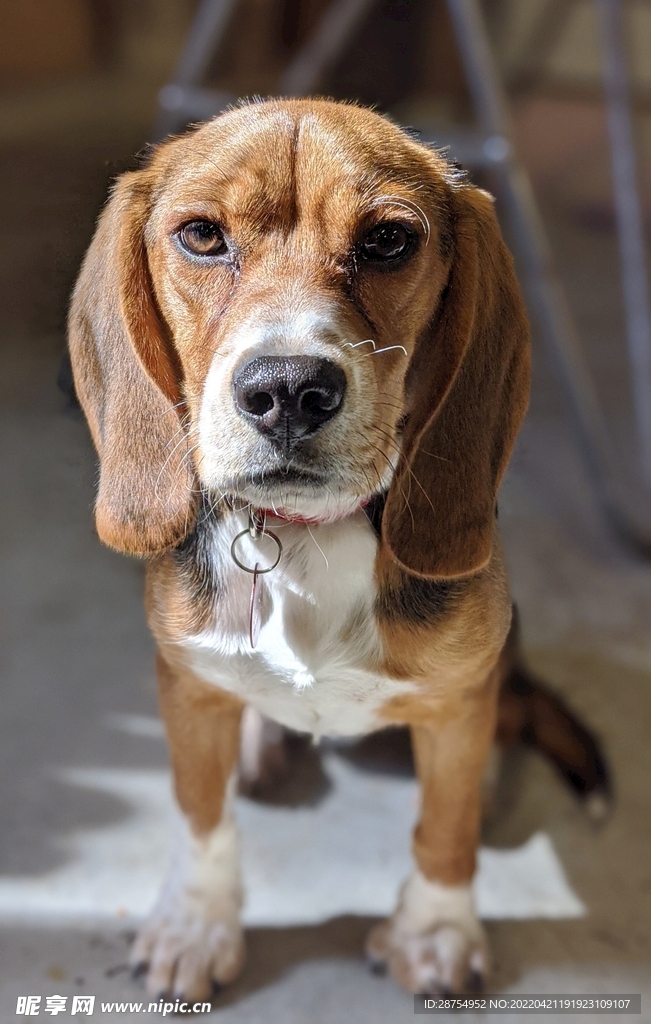 小狗