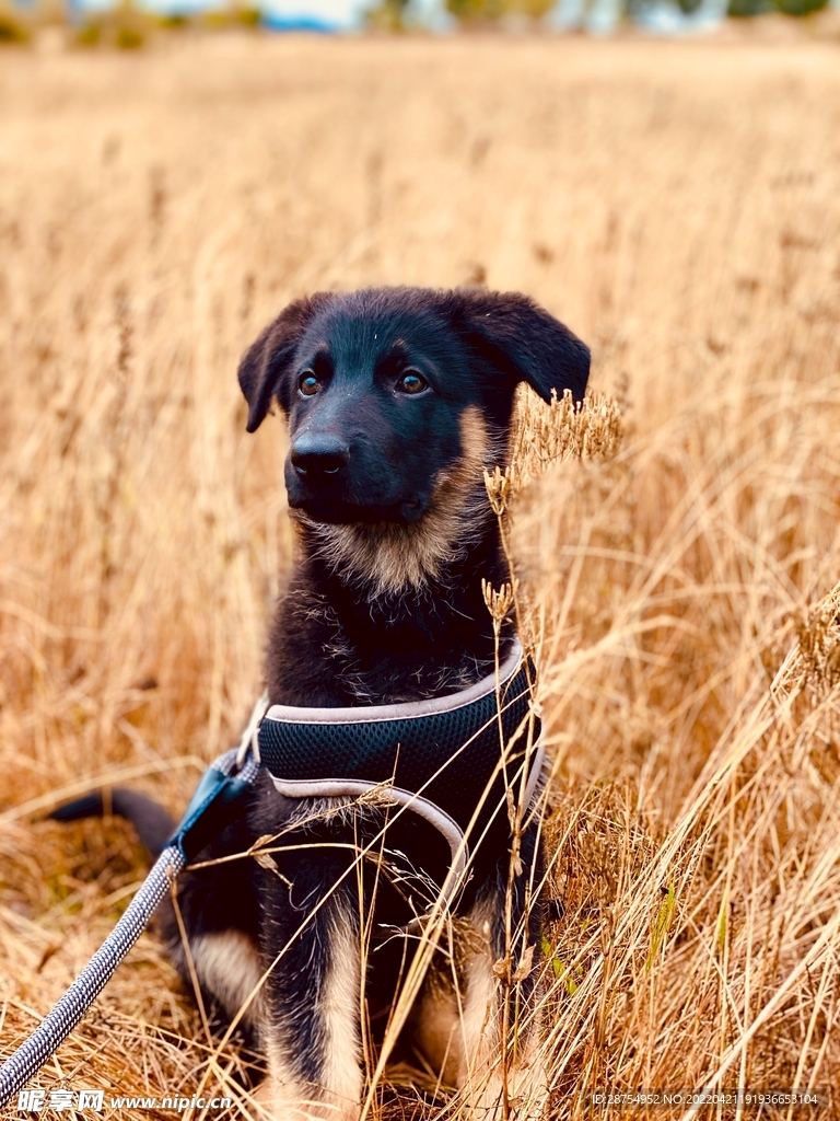 小狗