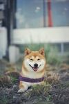 小狗