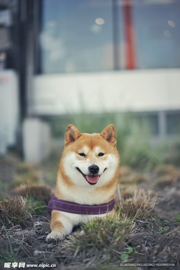 小狗
