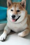 小狗