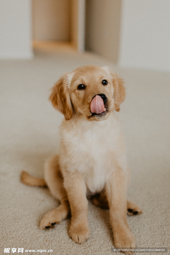 小狗