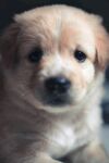 小狗