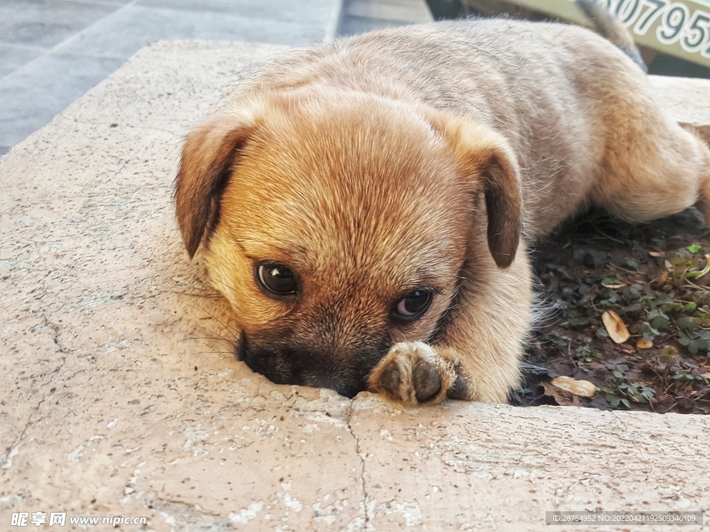 小狗