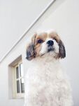 小狗