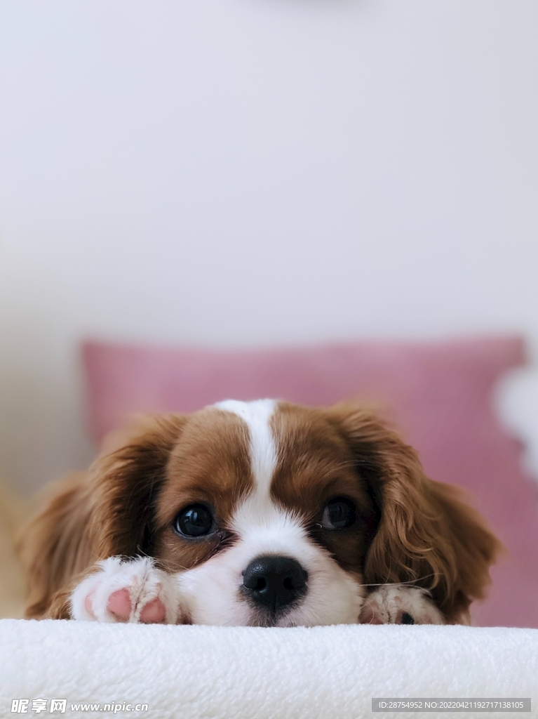 小狗