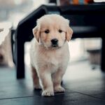 小狗