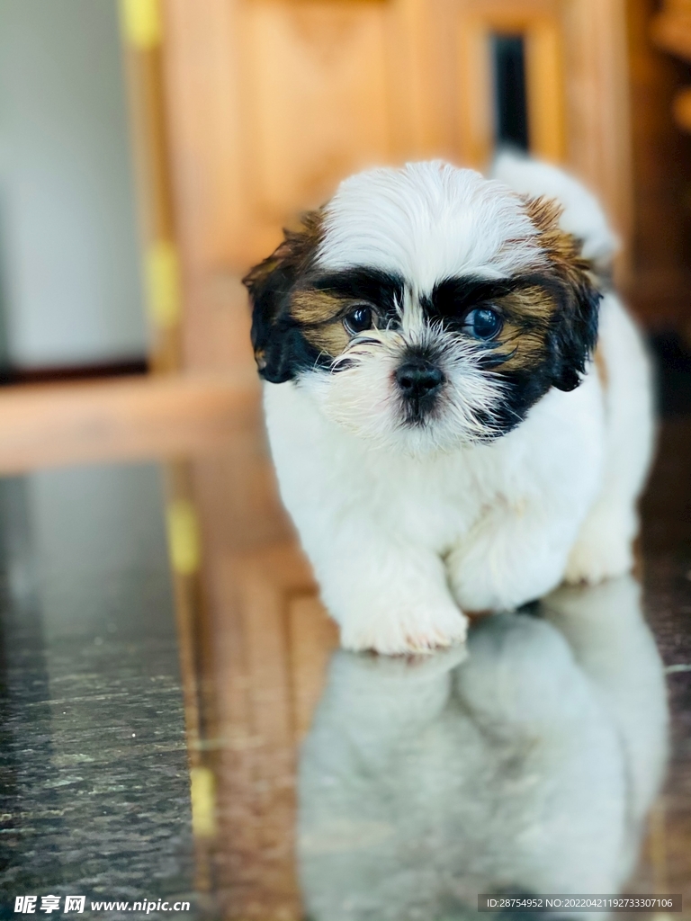 小狗