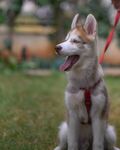小狗