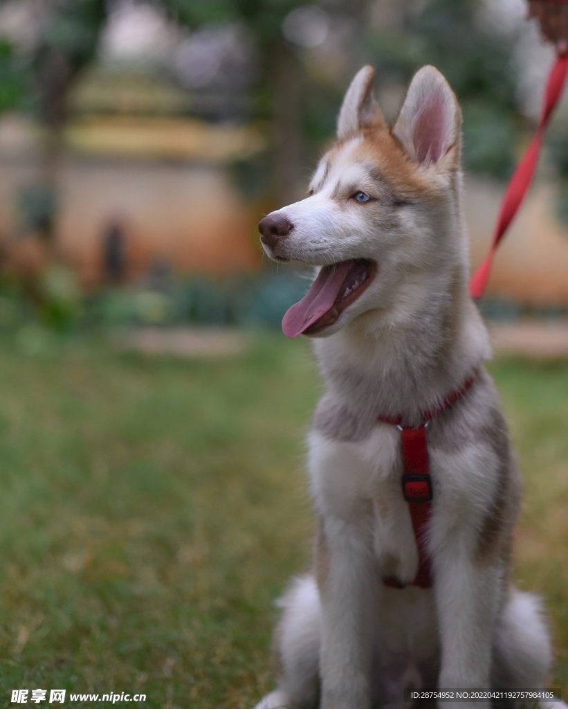 小狗