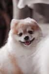 小狗