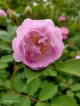 蔷薇花