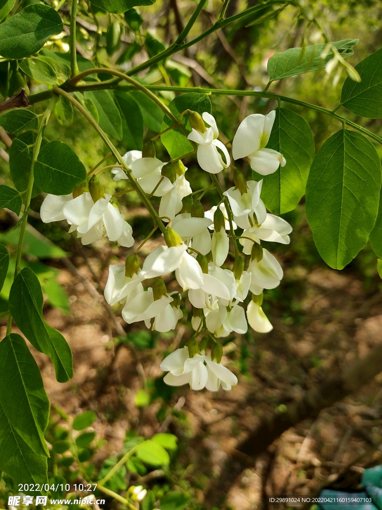 槐花