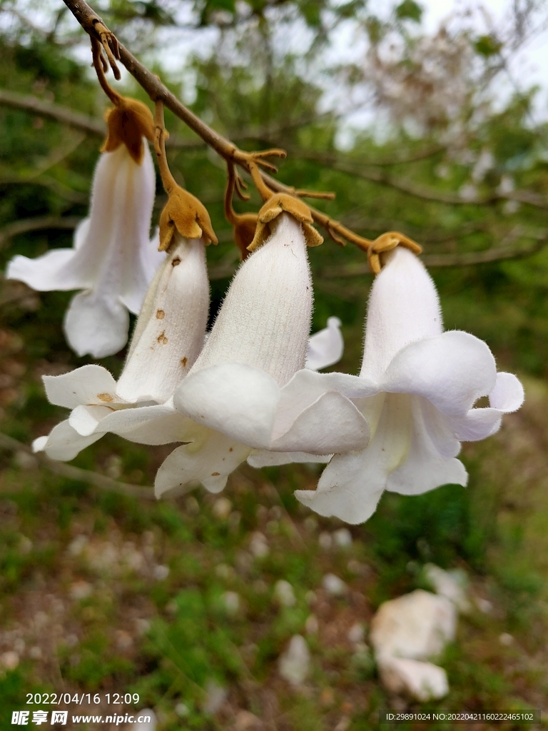 梧桐花