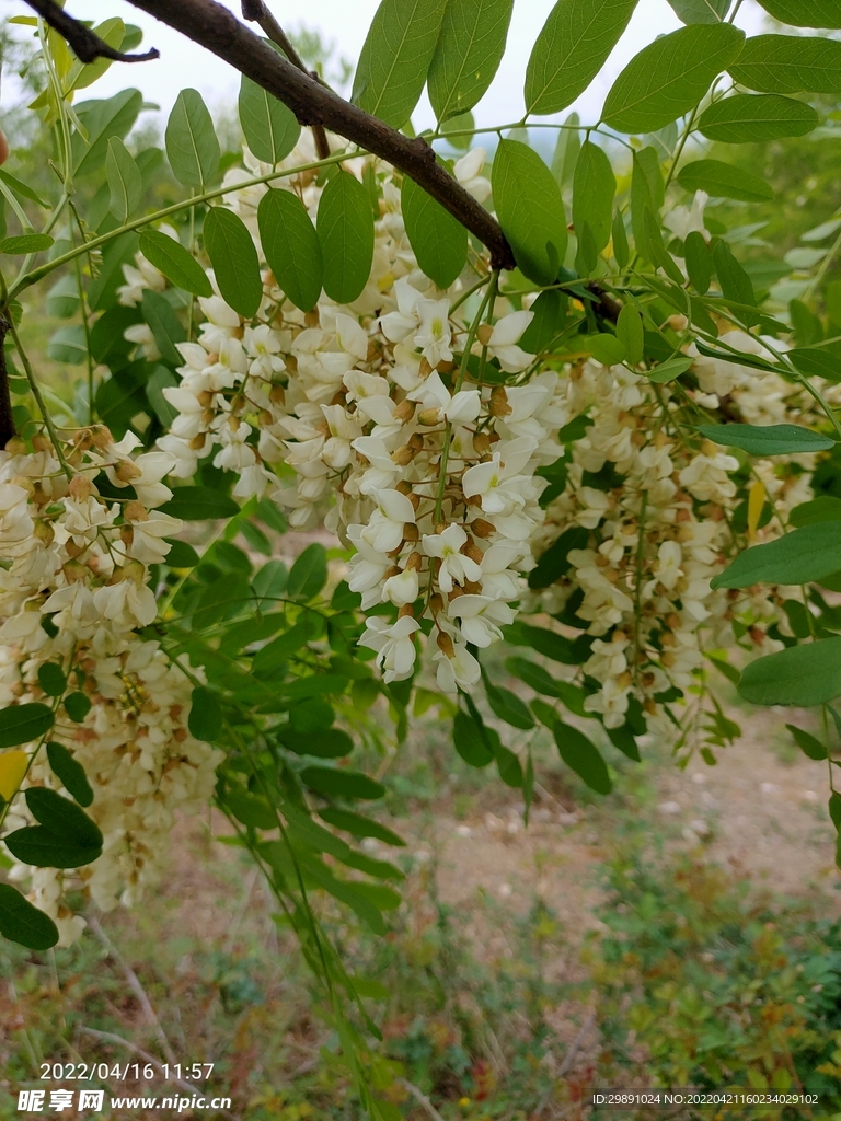 槐花