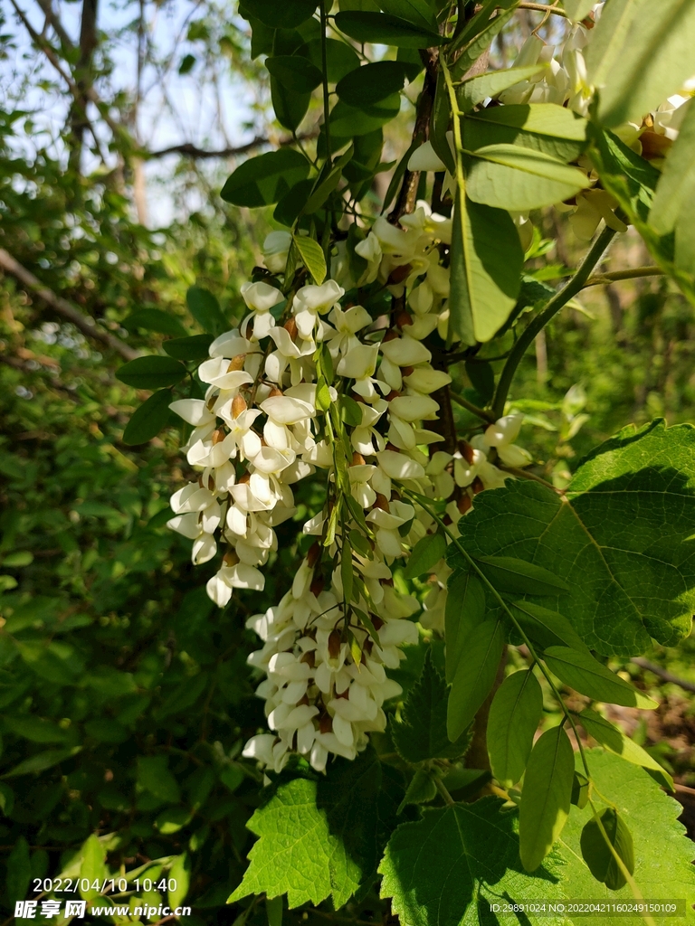 槐花