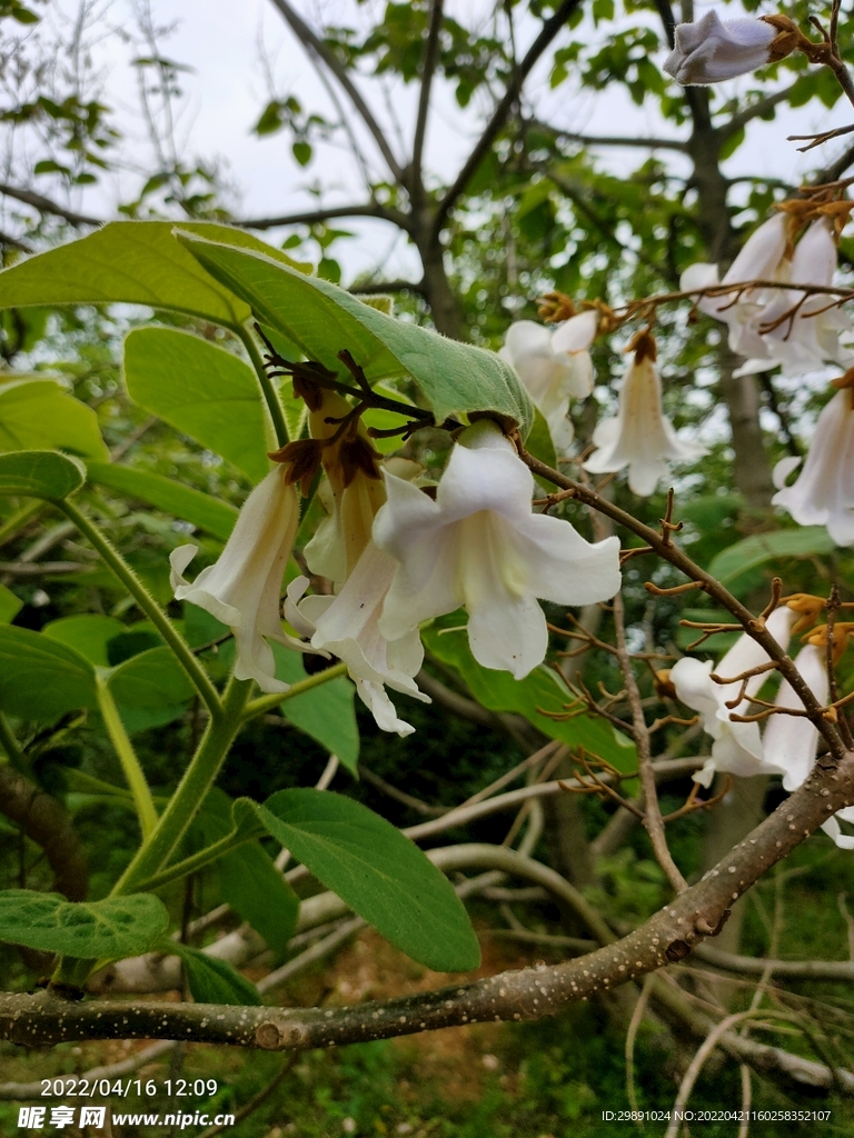 梧桐花