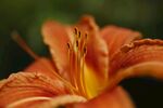 黄花菜