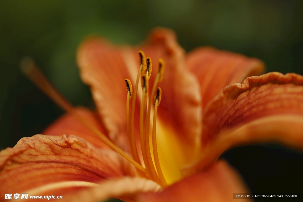 黄花菜