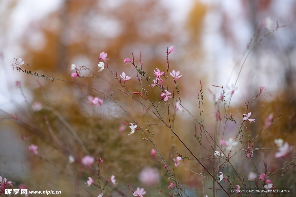 花