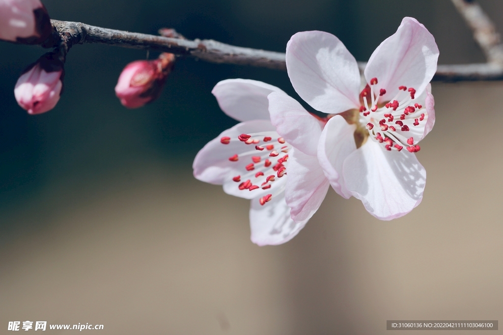 桃花