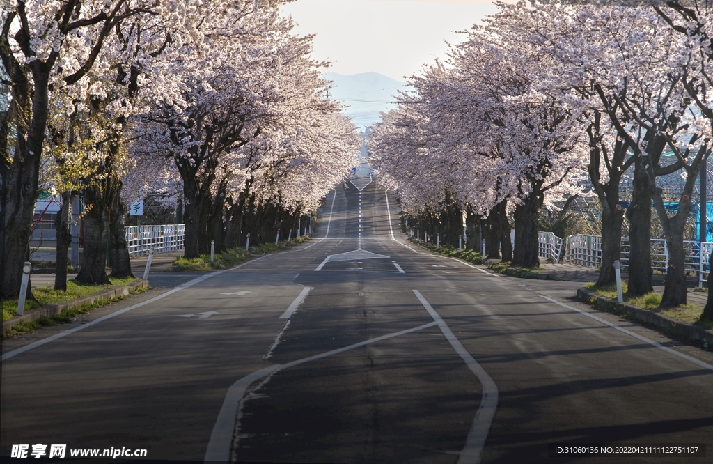 樱花