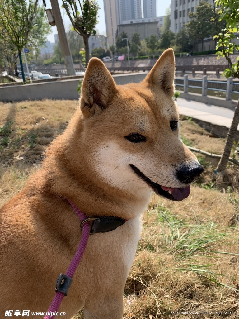 柴犬