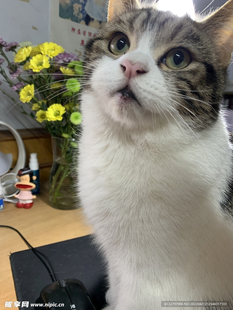 猫咪可爱