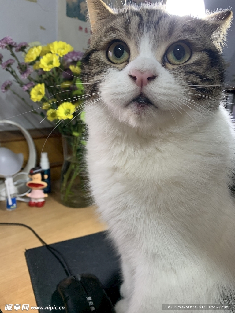 猫咪大眼