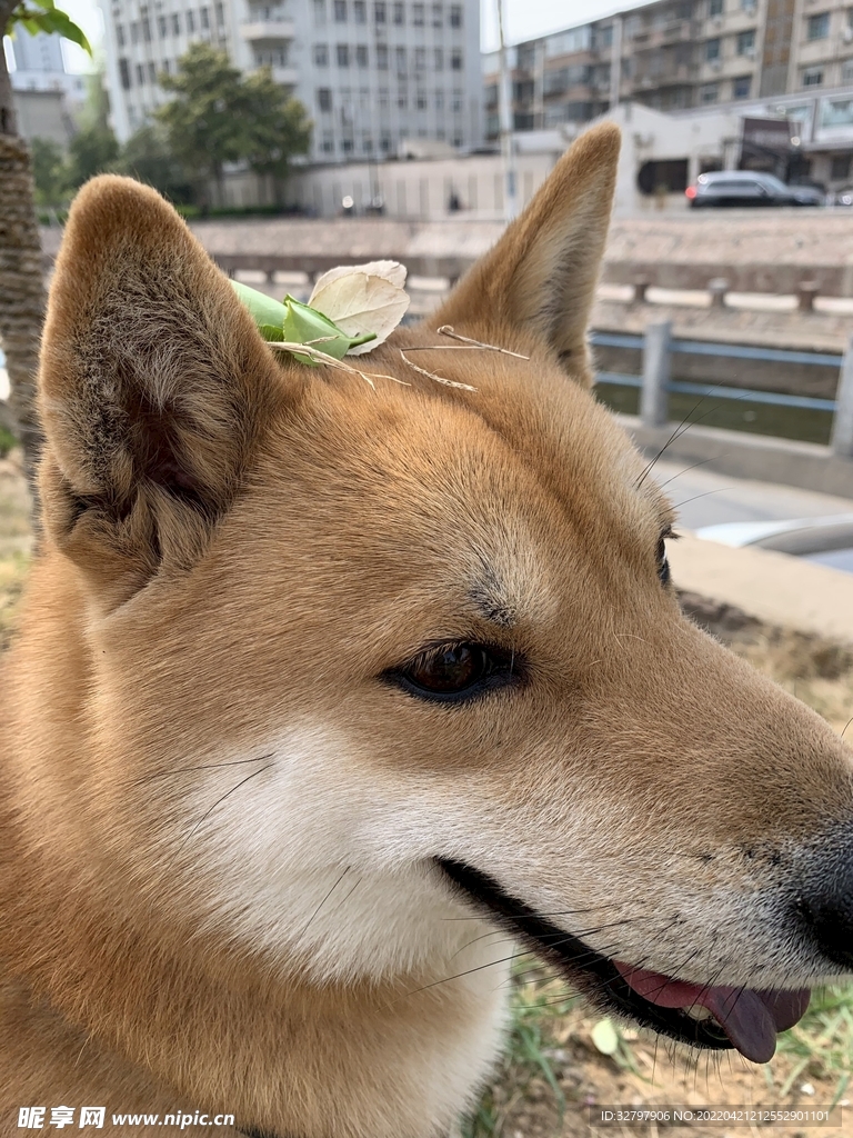 柴犬花花
