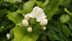 茉莉花蕾