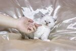 布偶猫