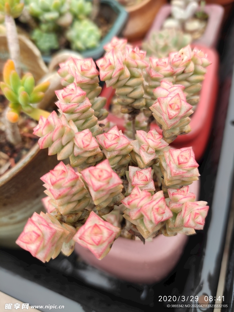 腊笔