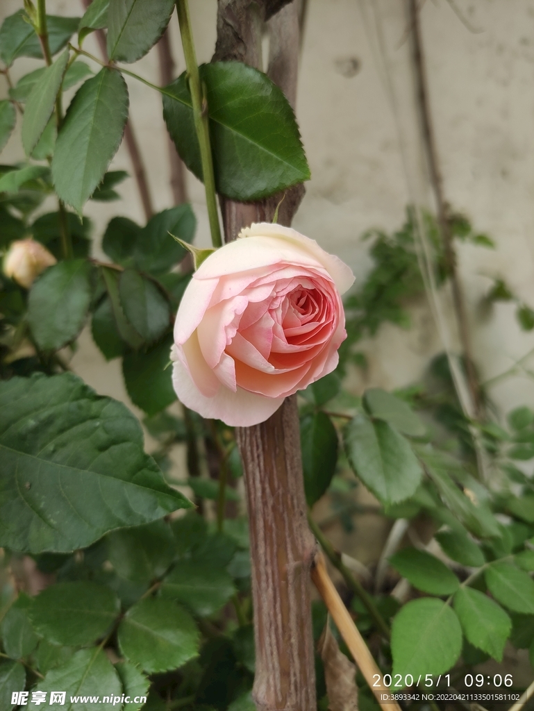 粉  玫瑰 植物  月季  花