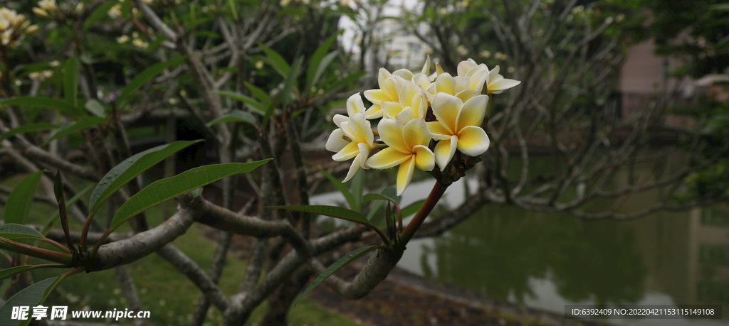 鸡蛋花