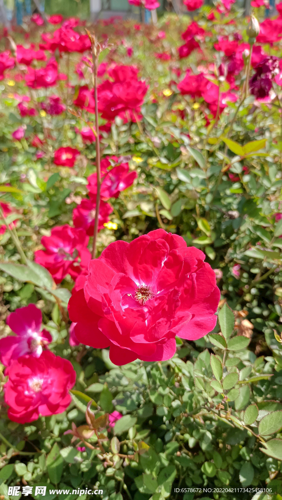 月季花