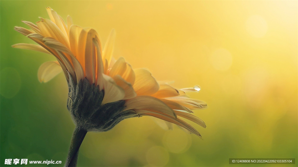 小花