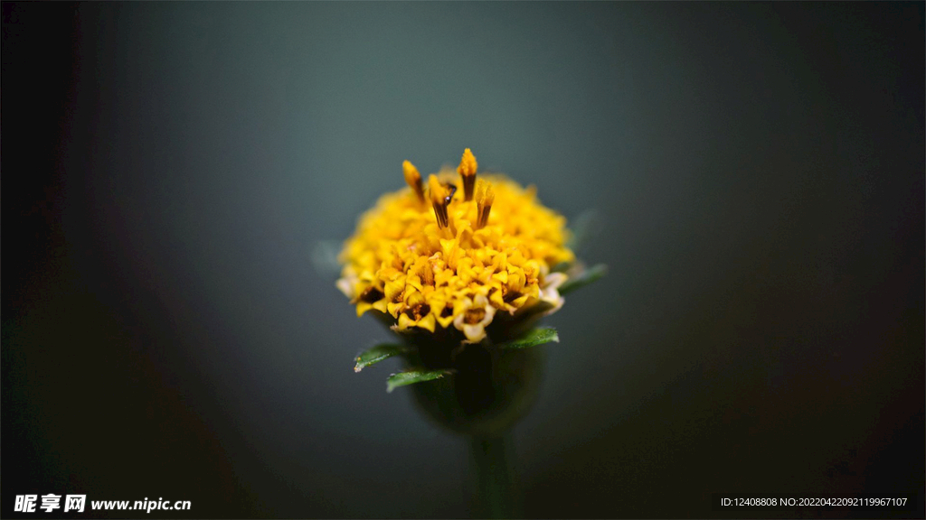 花蕊