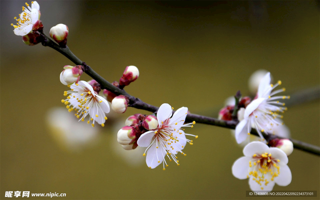 桃花