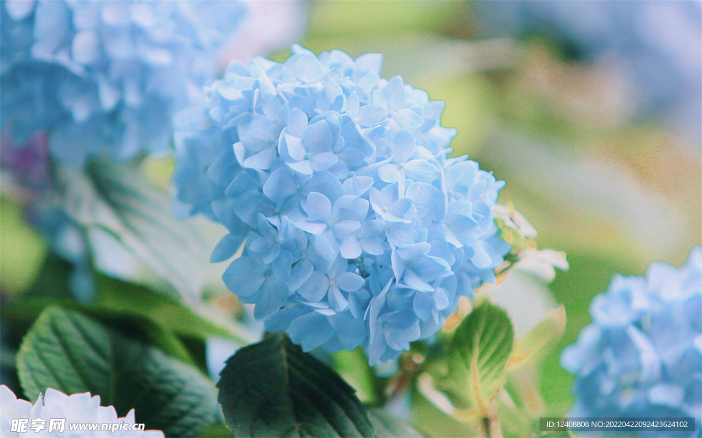 绣球花