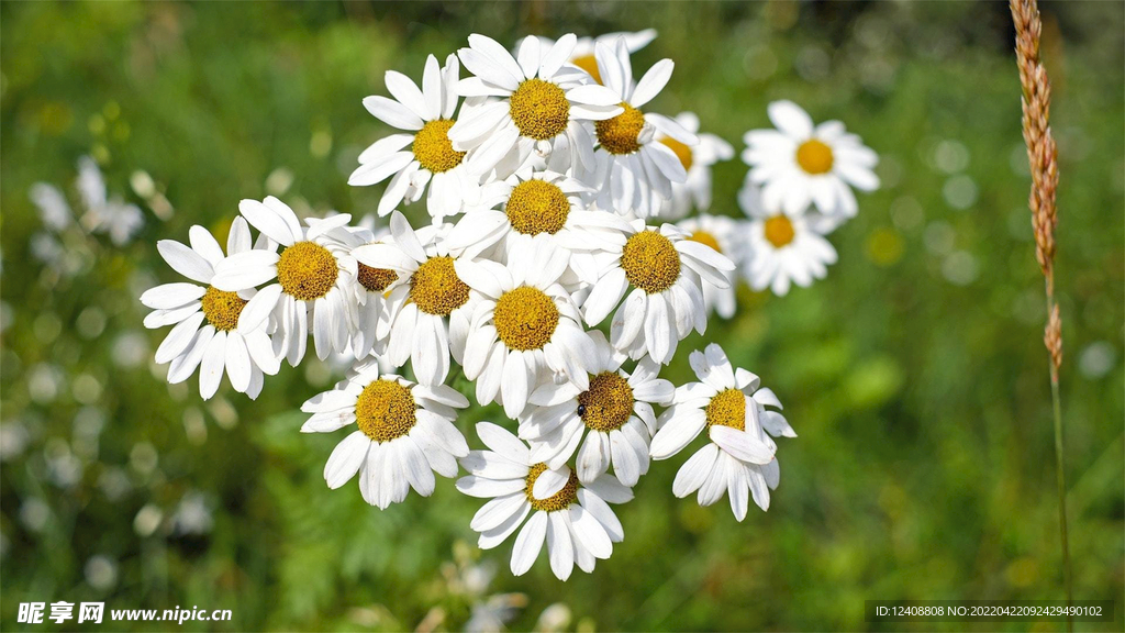 小白花