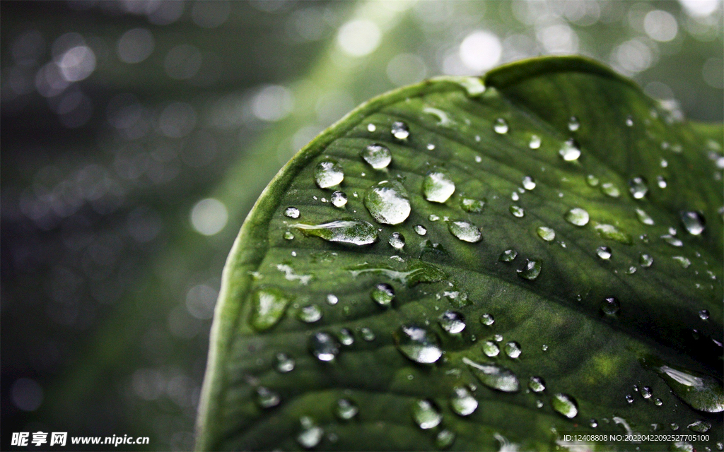 雨打芭蕉