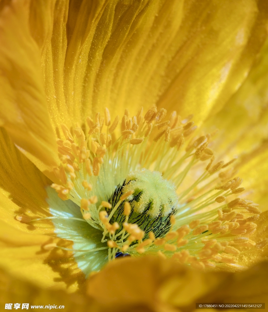 花蕊
