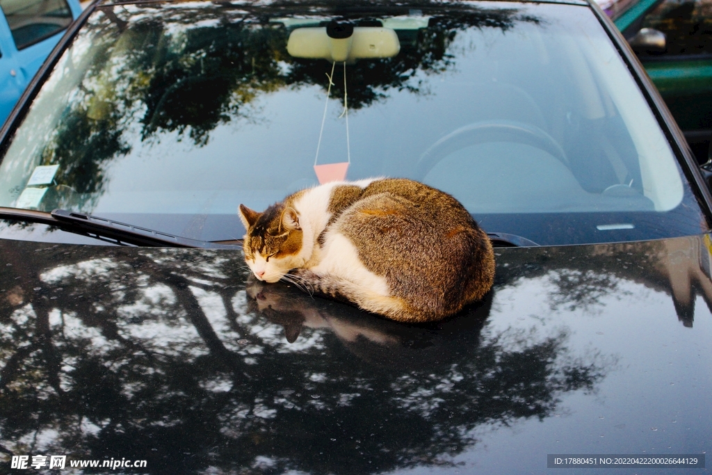 猫