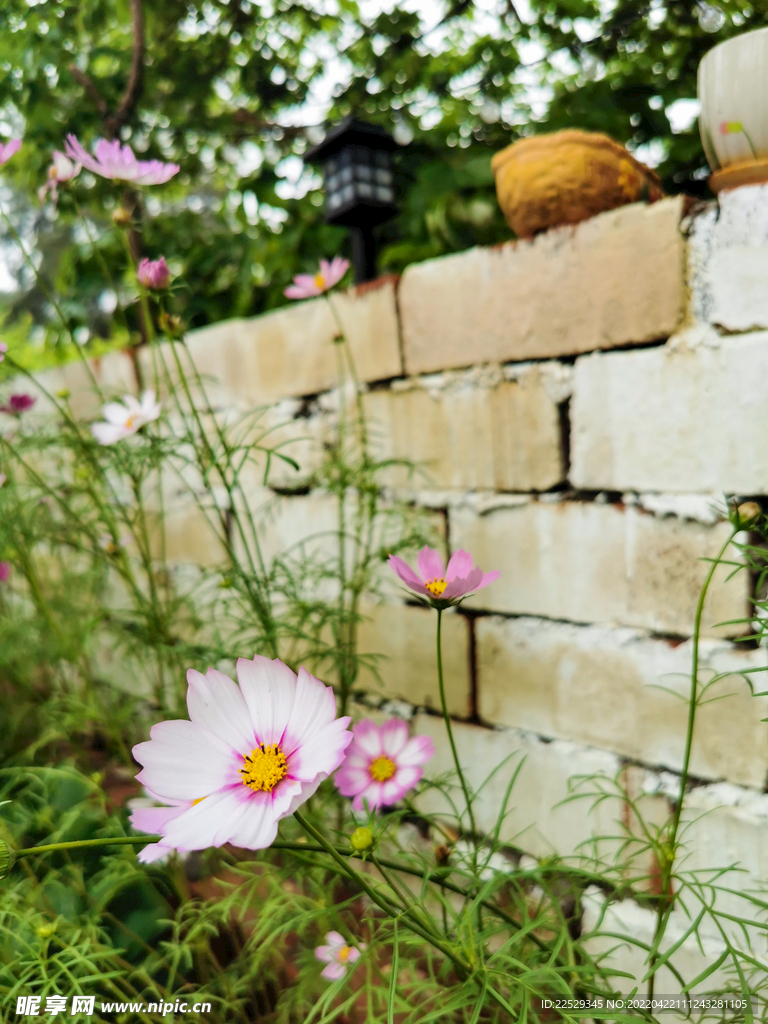 花卉格桑花